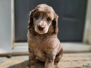 Standard Poodle dogs Han Solo - Ad 15