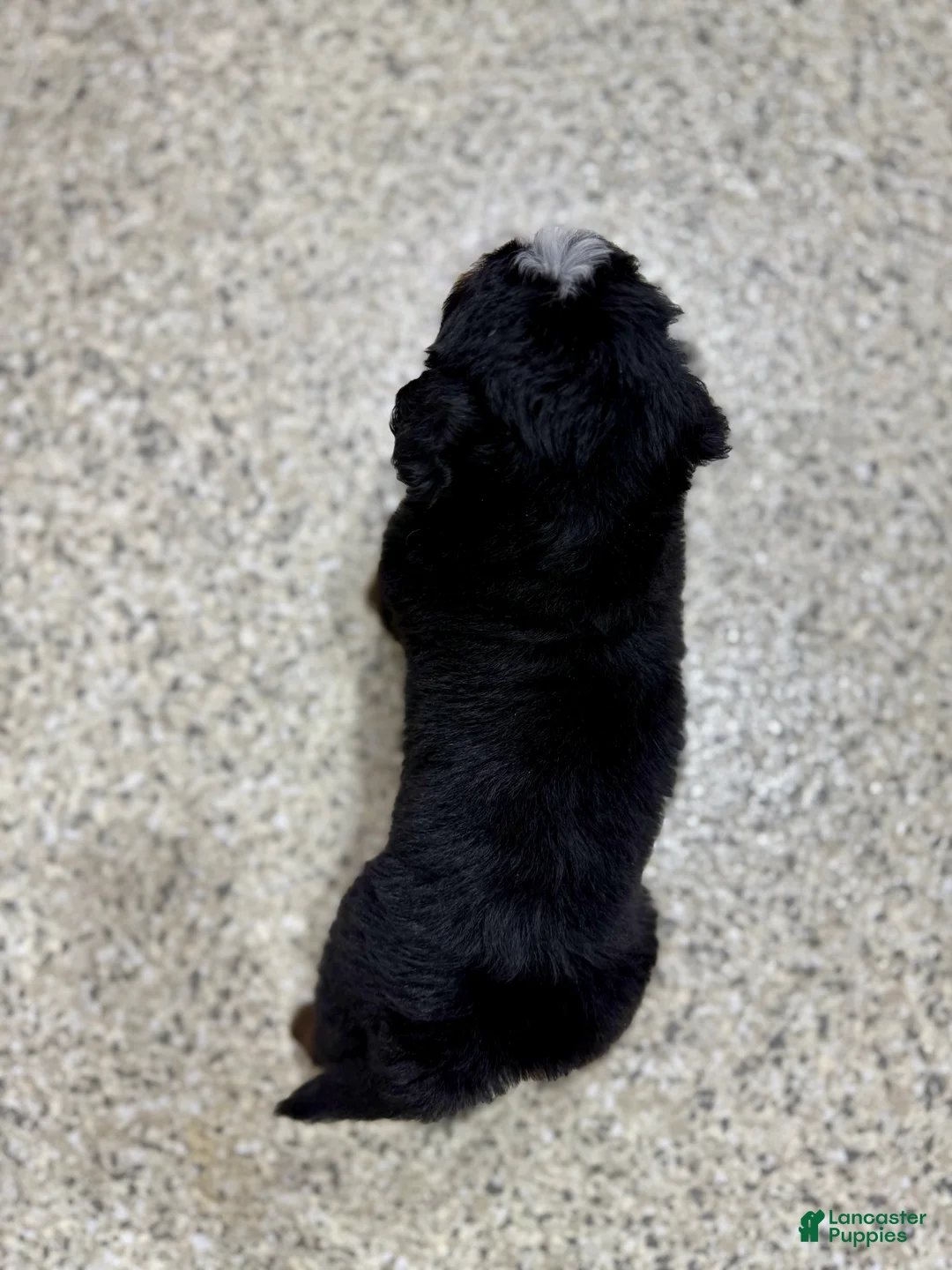 Mini Bernedoodle dogs for sale:  ❤️Chase - Ad 4