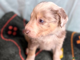 Mixed Breed dogs Oso - Ad 18