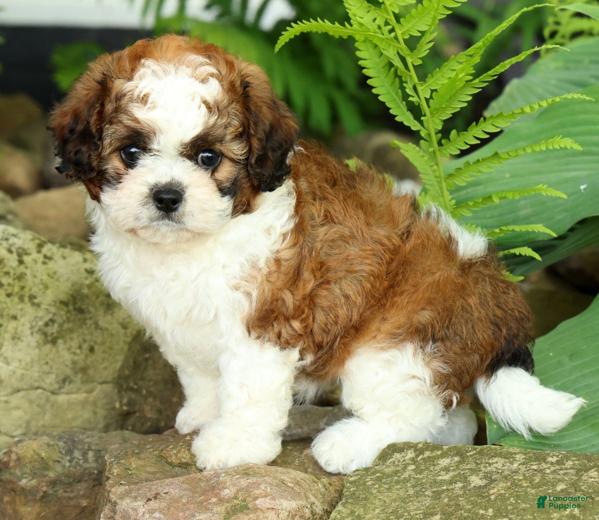Mixed Breed dogs for sale: Honey - Ad 7