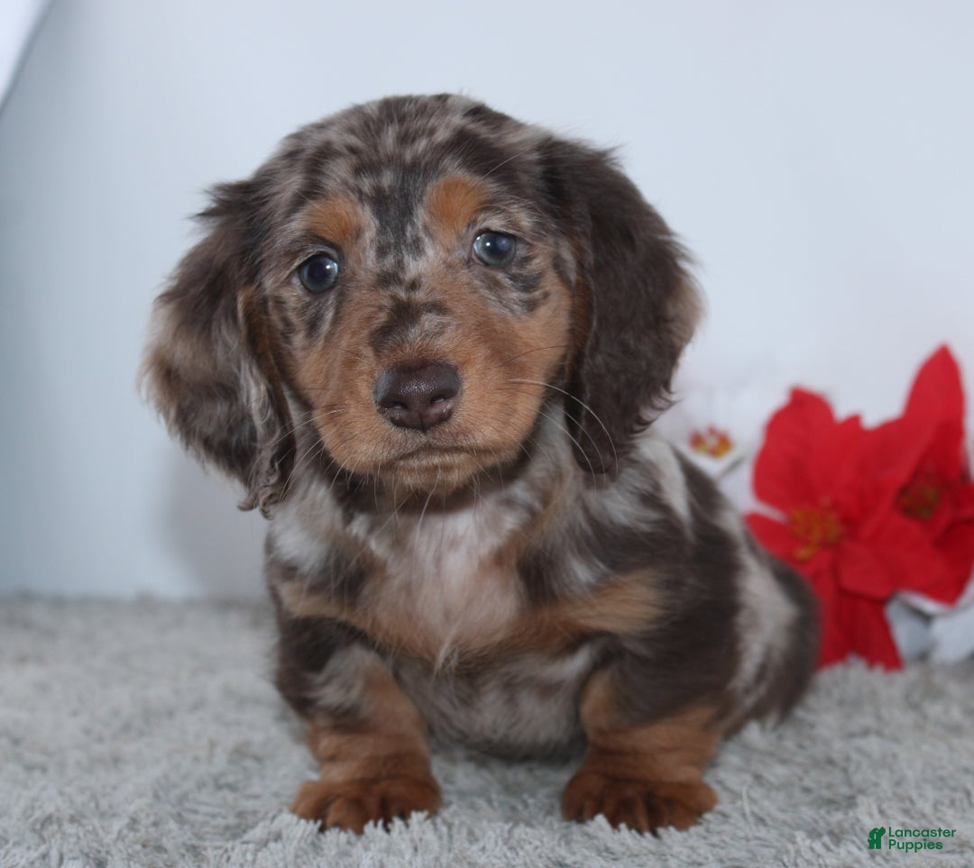 Miniature Dachshund dogs for sale: Harrison - Ad 3