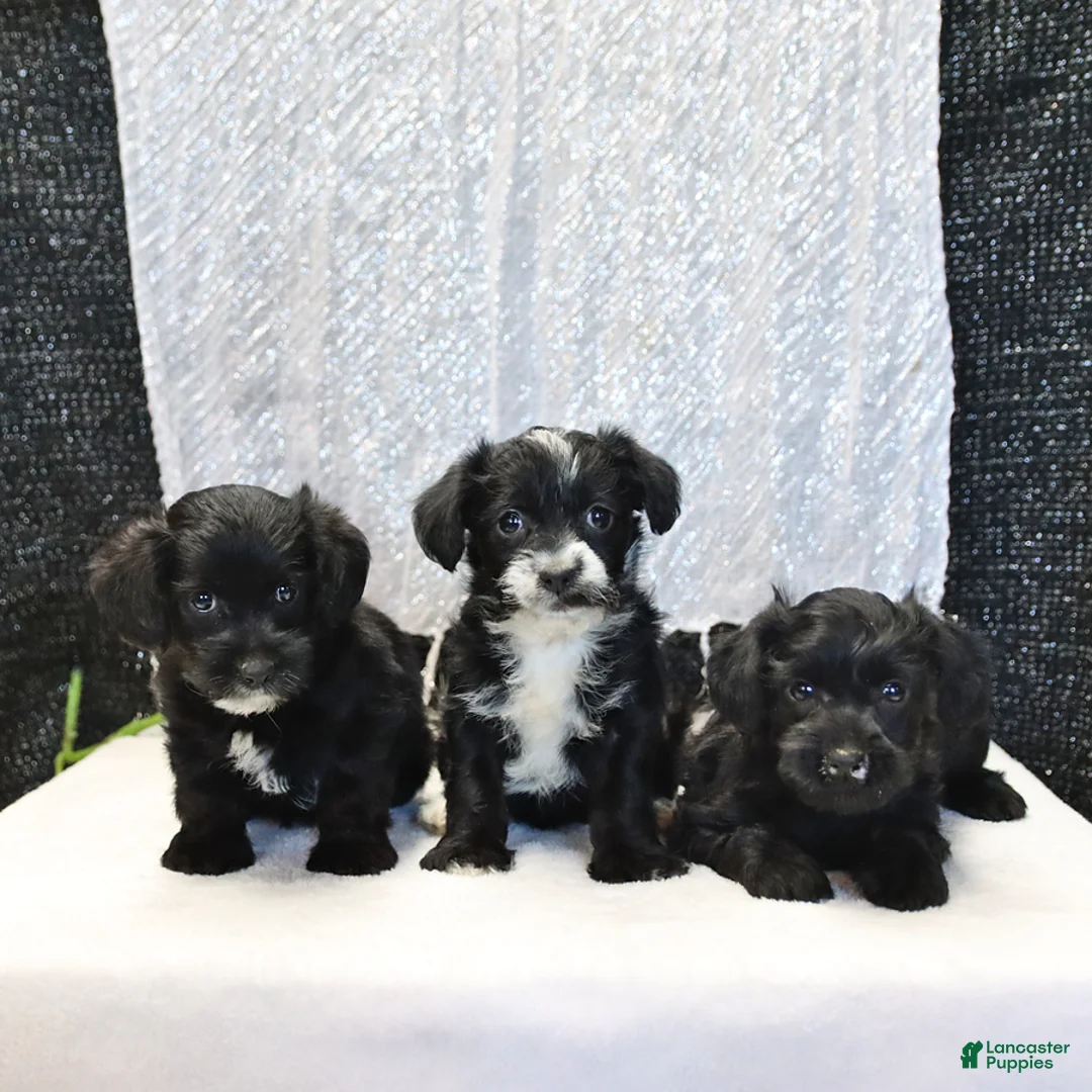 Yorkiepoo dogs for sale: Ruby - Ad 2