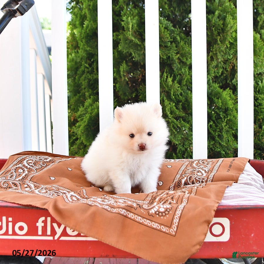 Pomeranian dogs Louie - Ad 2