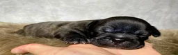 Frenchton dogs for sale: Miss Queenie  - Ad 4