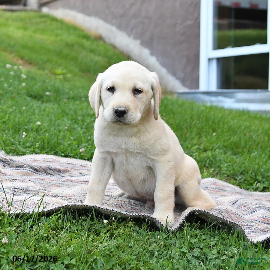 Labrador Retriever dogs George - Ad 2
