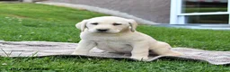Labrador Retriever dogs for sale: George - Ad 2