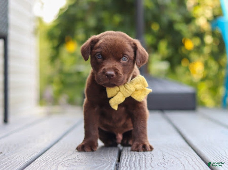 Labrador Retriever dogs Indigo - Ad 2