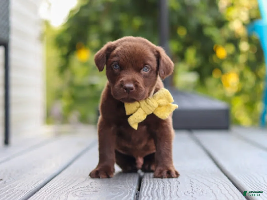 Labrador Retriever dogs for sale: Indigo - Ad 2
