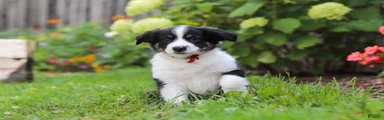 Charles