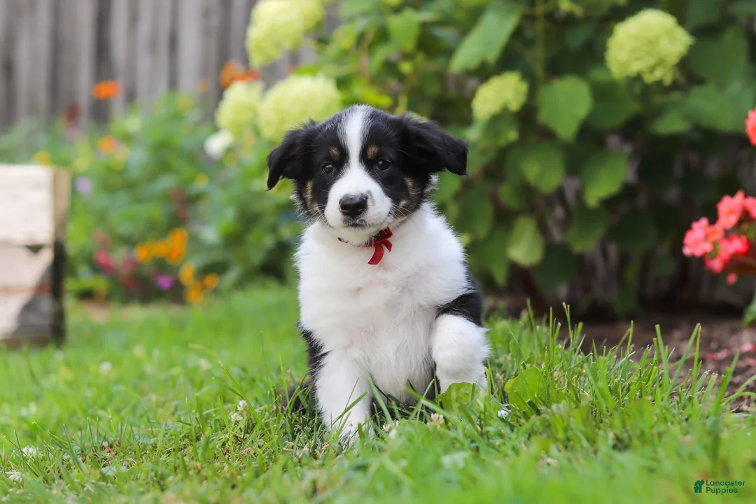 Toy Australian Shepherd dogs for sale: Charles - Ad 1