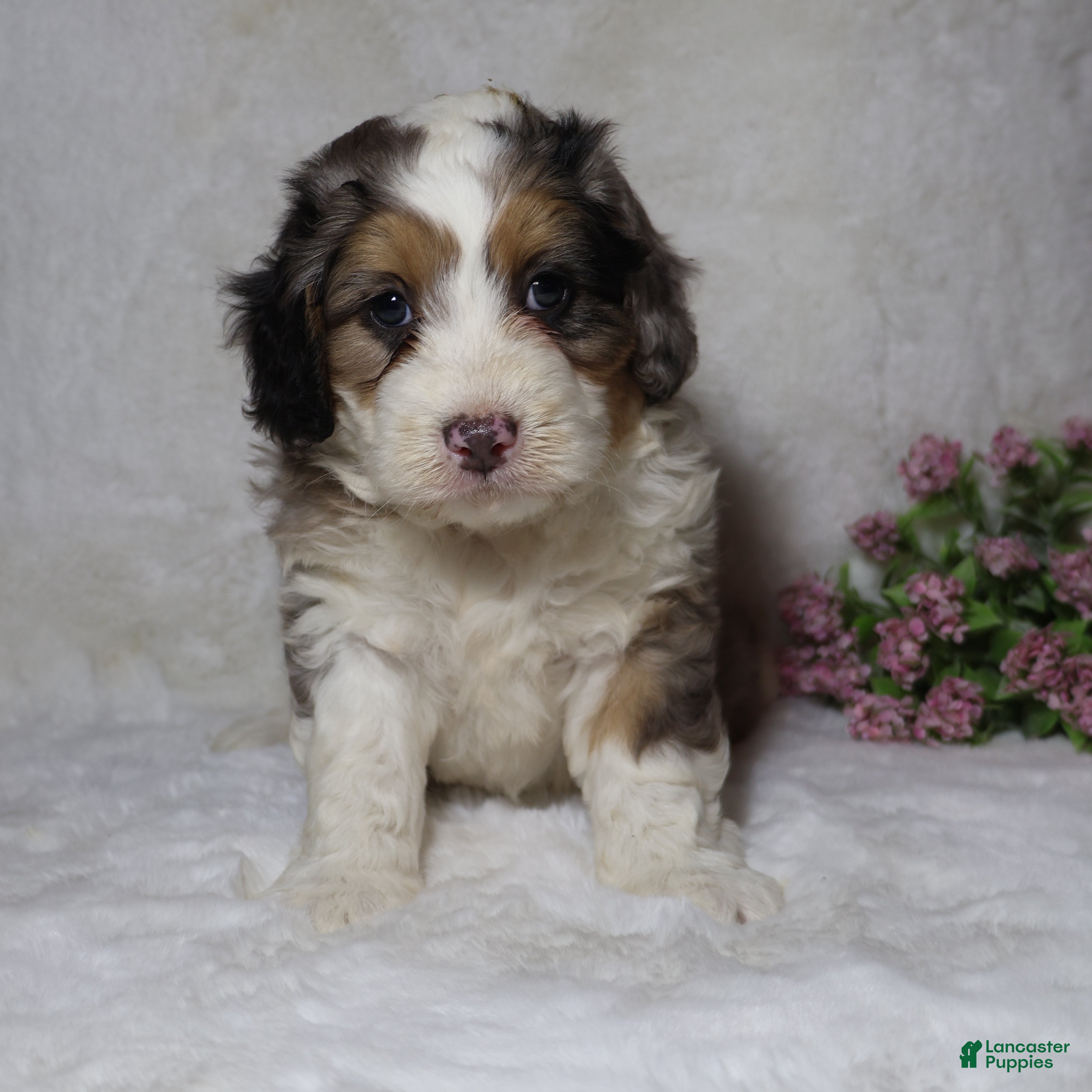 Mini Bernedoodle dogs Rover - Ad 1