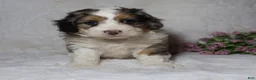 Mini Bernedoodle dogs for sale: Rover - Ad 1