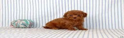 Shihpoo dogs for sale: Penny  - Ad 4