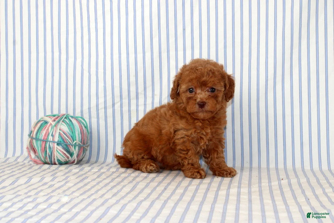 Shihpoo dogs for sale: Penny  - Ad 4