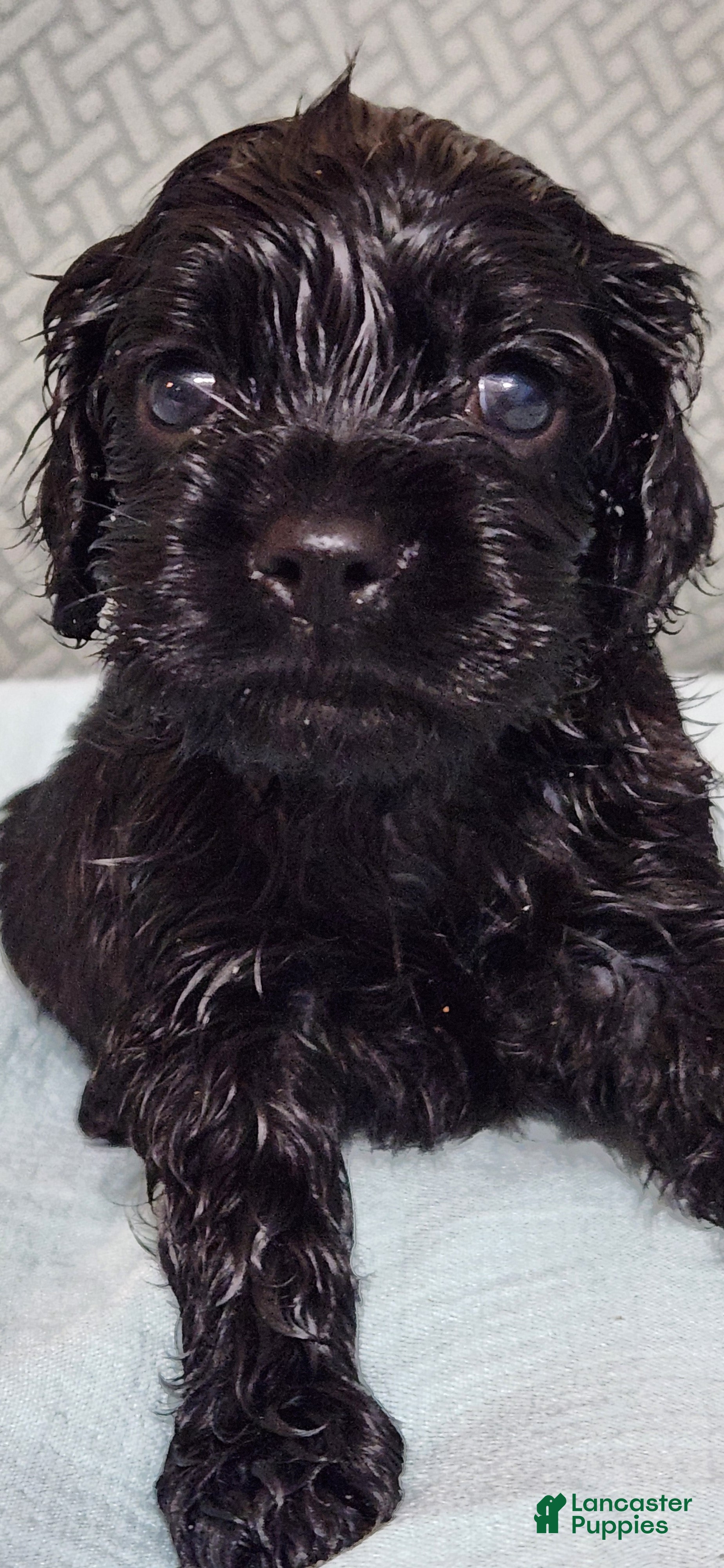 Cocker Spaniel dogs Cocker Spaniel 1 - Ad 1