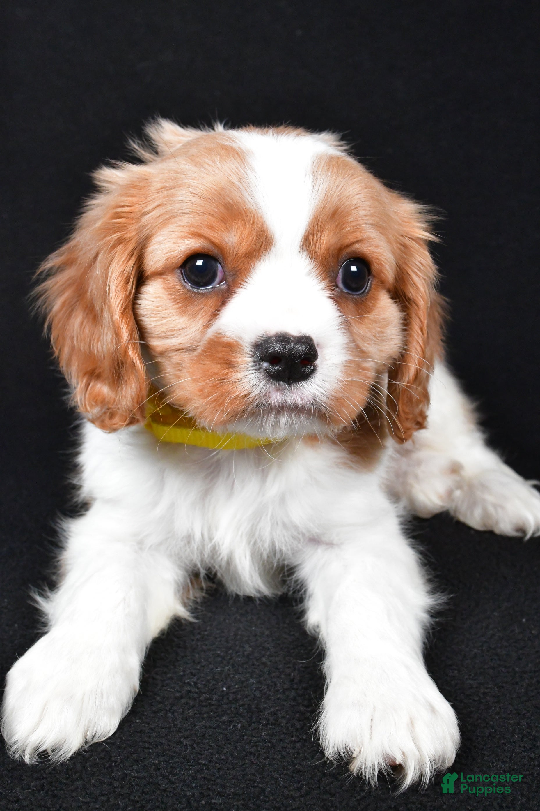 Cavalier King Charles Spaniel dogs Travis - Ad 1