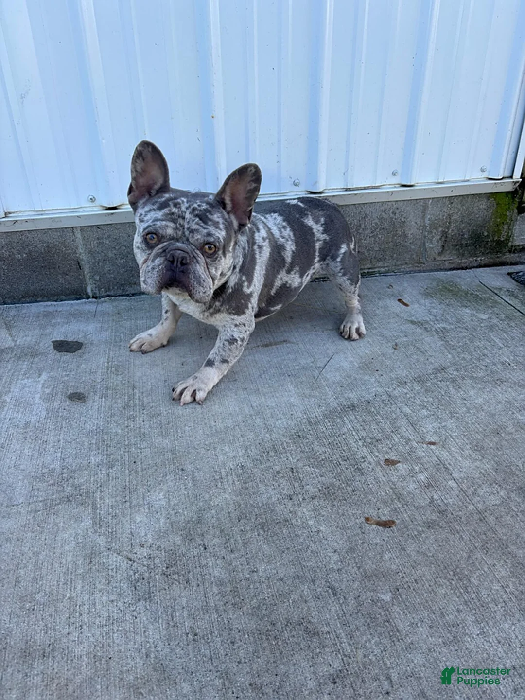 Frenchton dogs for sale: Jill - Ad 7
