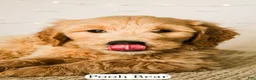 Goldendoodle dogs for sale: Pooh Bear - Ad 19