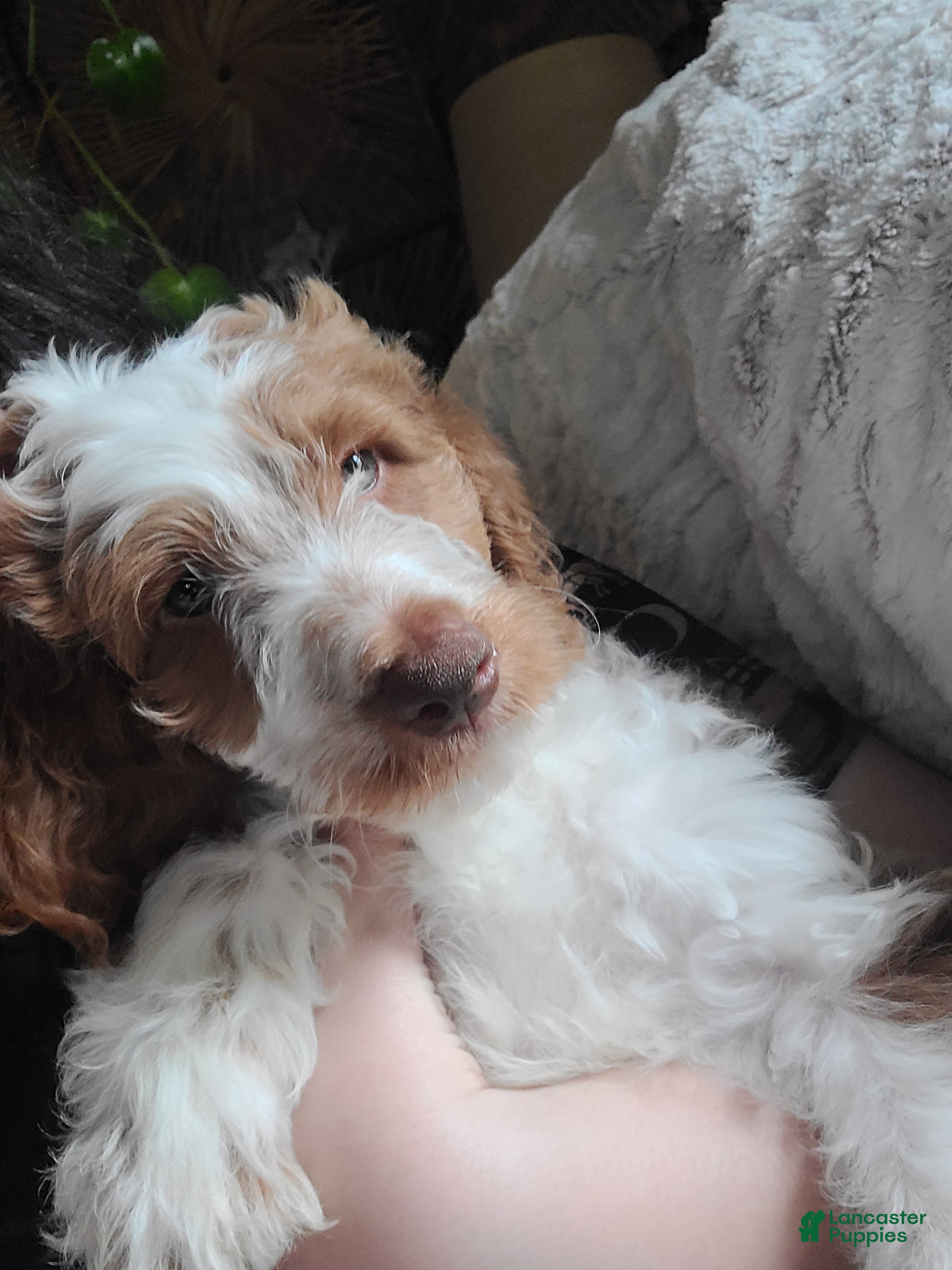 Mini Goldendoodle dogs Mini Goldendoodle Male 1 - Ad 13
