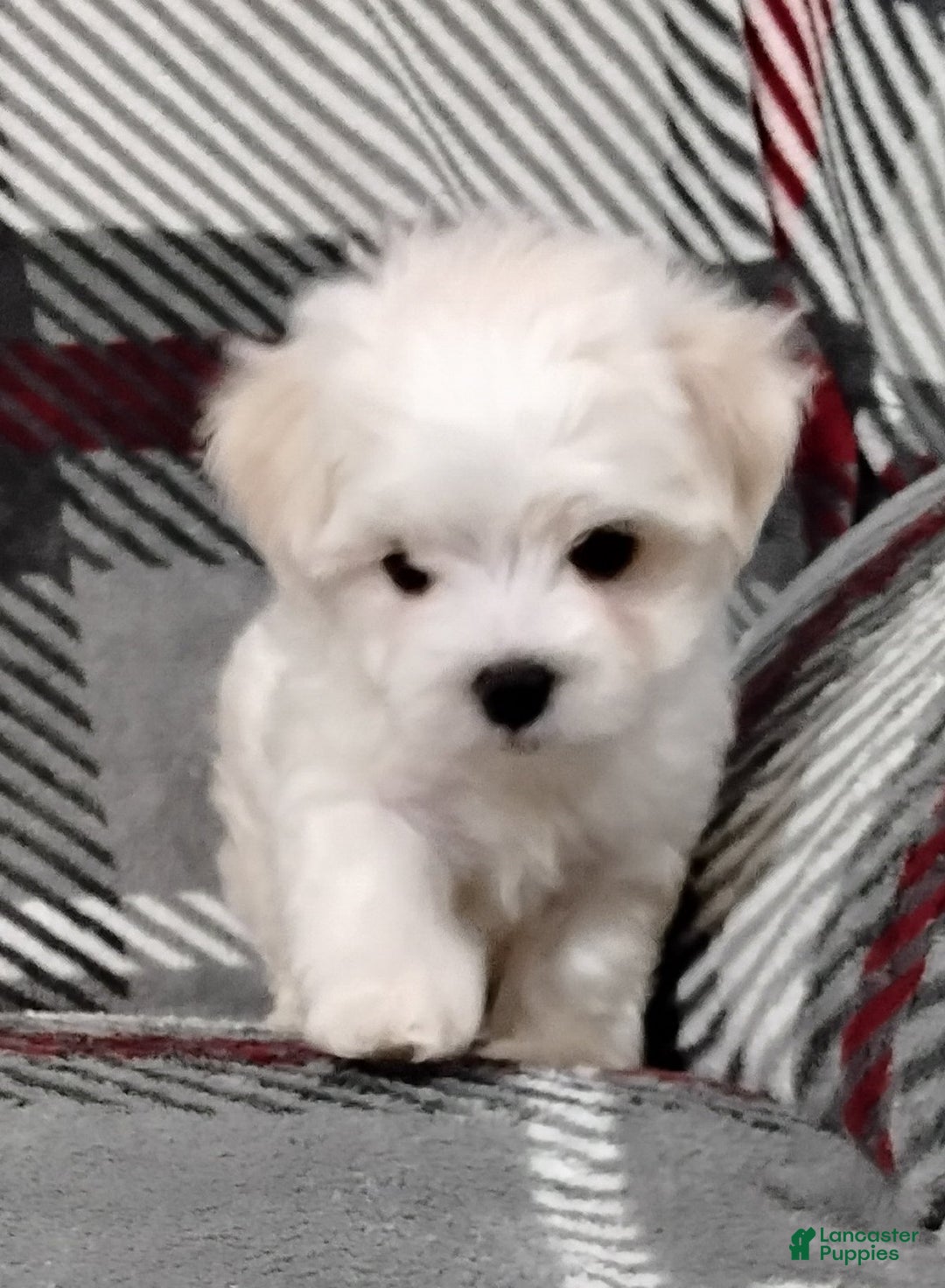 Maltese dogs for sale: Dakota - Ad 3