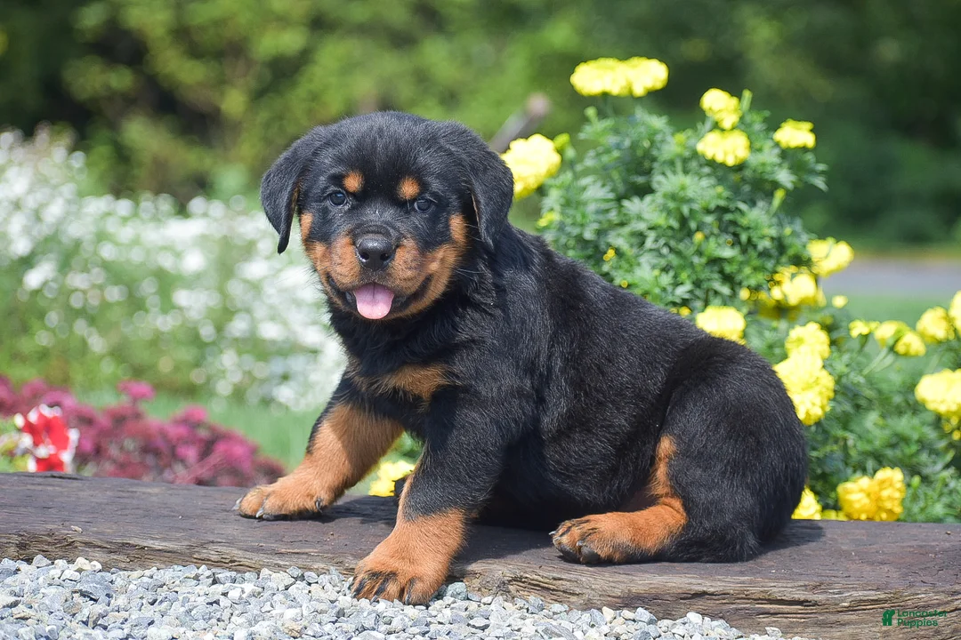 Rottweiler dogs for sale: Owen - Ad 1