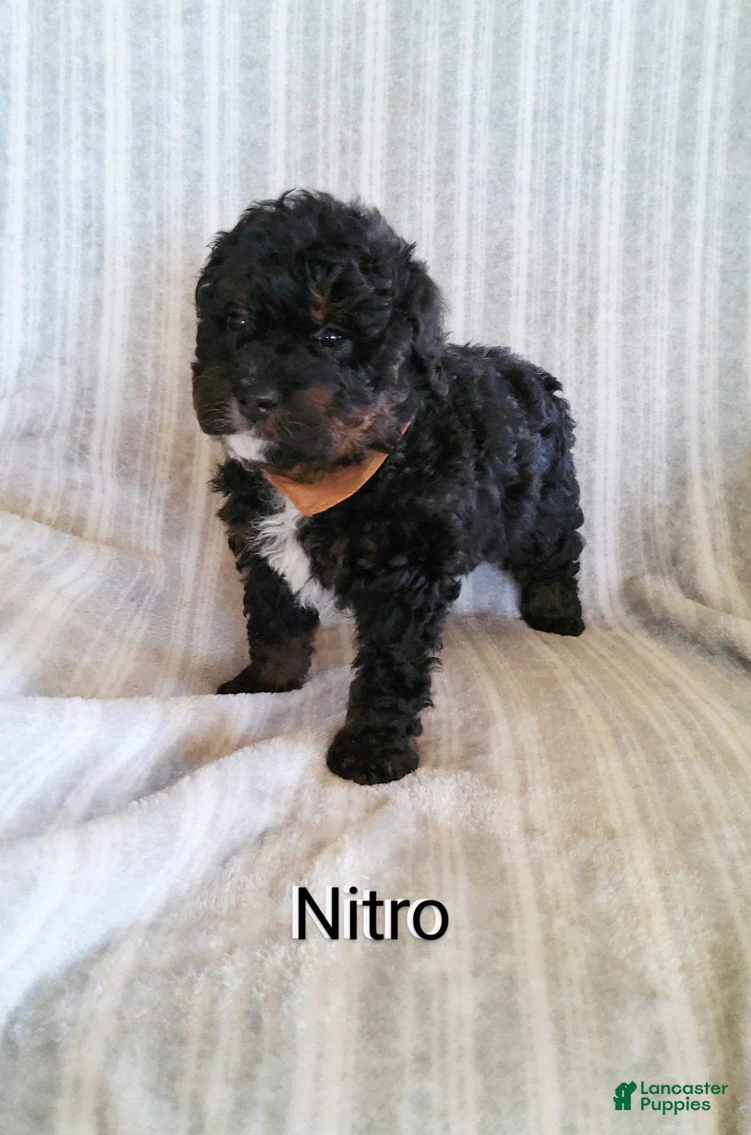 Mini Bernedoodle dogs for sale: Mini Bernedoodle Puppy 2 - Ad 1