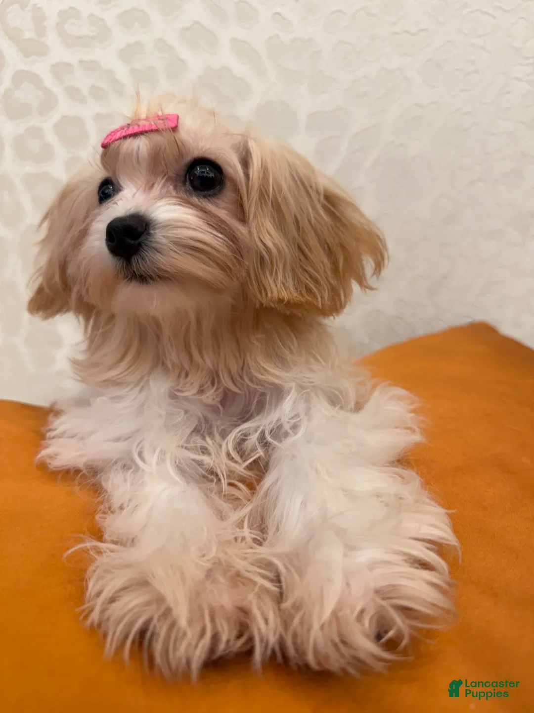 Mixed Breed dogs for sale: One - Ad 10