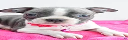 Boston Terrier dogs for sale: Izzy - Ad 3