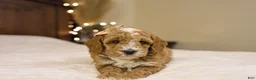 Goldendoodle dogs for sale: Twinkle - Ad 3