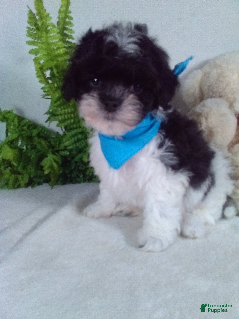Shihpoo dogs Kit - Ad 1