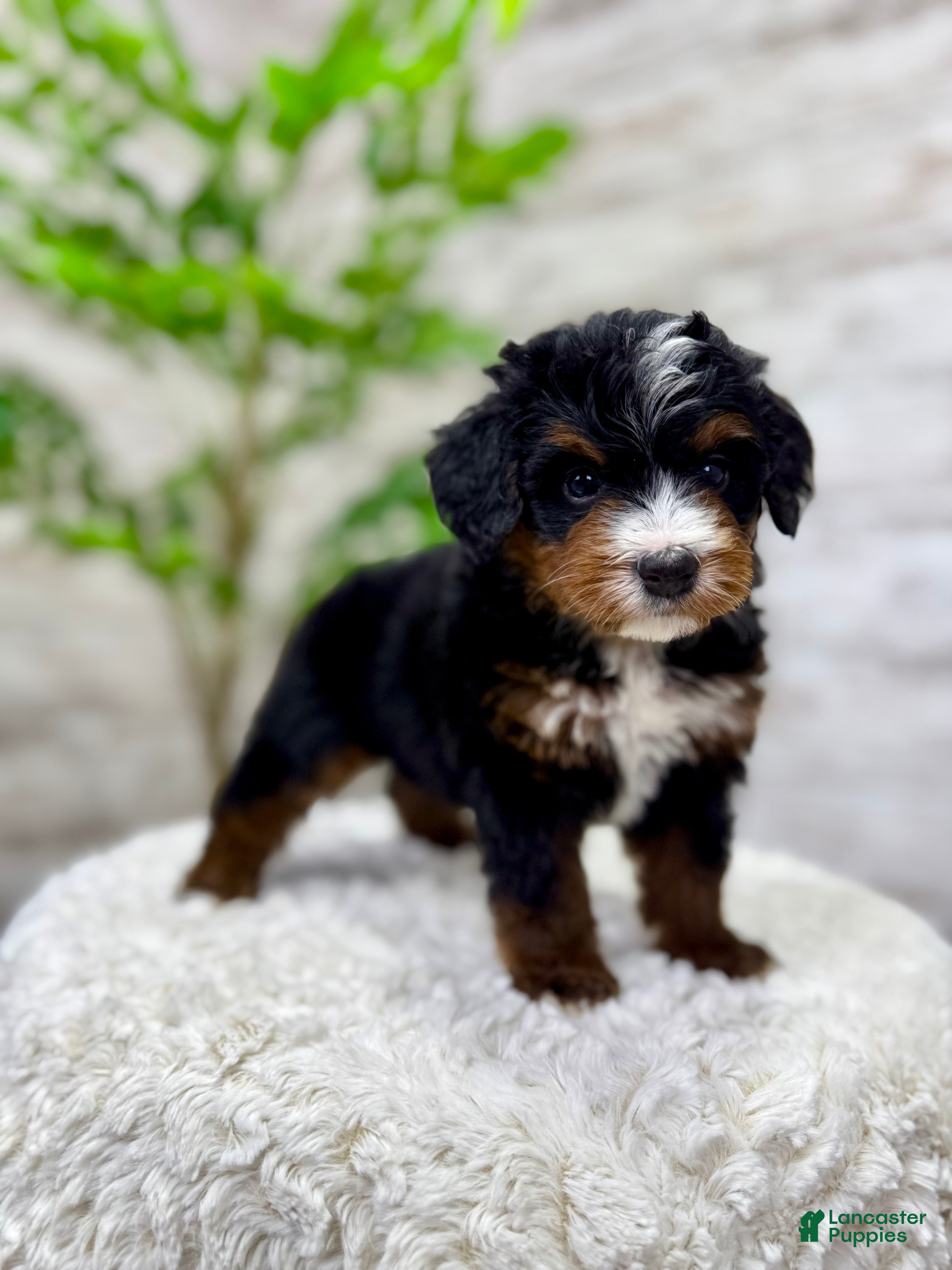 Mini Bernedoodle dogs 🐶 Bear - Ad 5