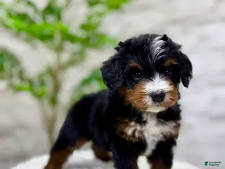 Mini Bernedoodle dogs 🐶 Bear - Ad 5