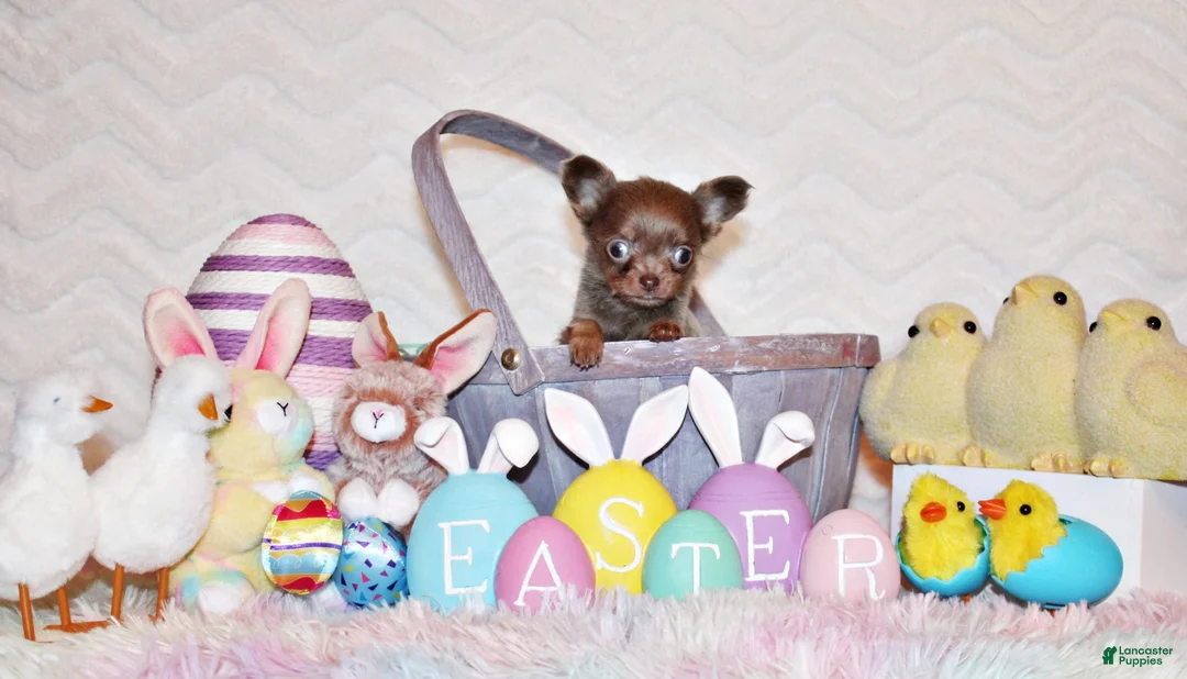 Chihuahua dogs for sale: Pepin - Ad 2