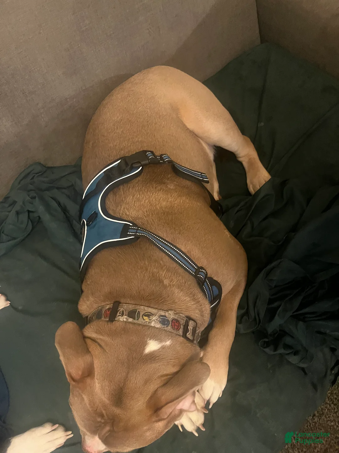 American Bully dogs for sale: American Bully Puppy 1 - Ad 1