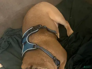 American Bully dogs American Bully Puppy 1 - Ad 8