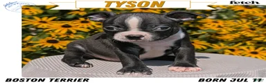 Tyson