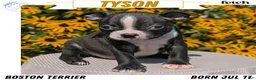 Boston Terrier dogs for sale: Tyson - Ad 1
