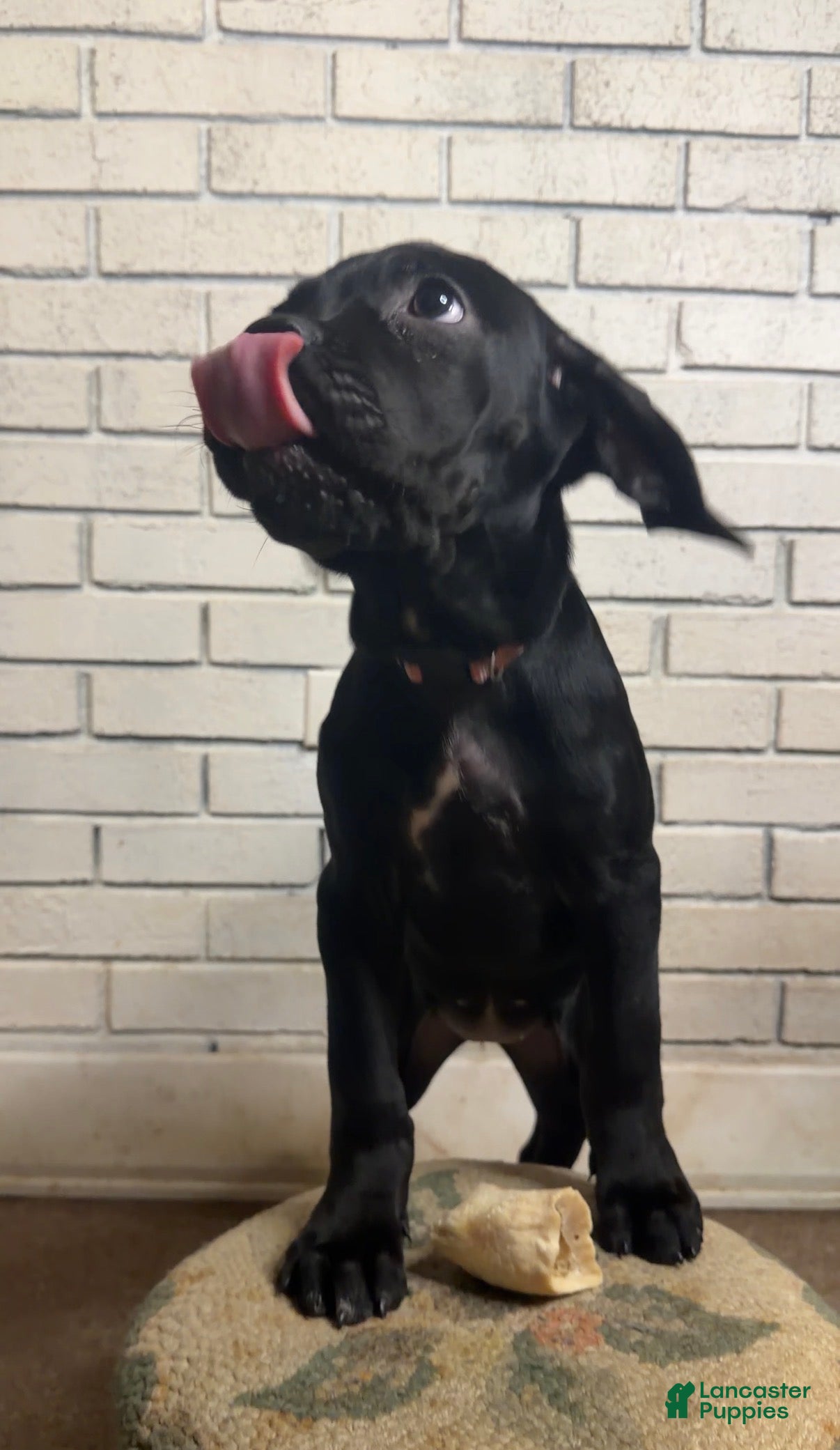Cane Corso dogs Cane Corso pink - Ad 25