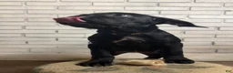 Cane Corso dogs for sale: Cane Corso pink - Ad 1
