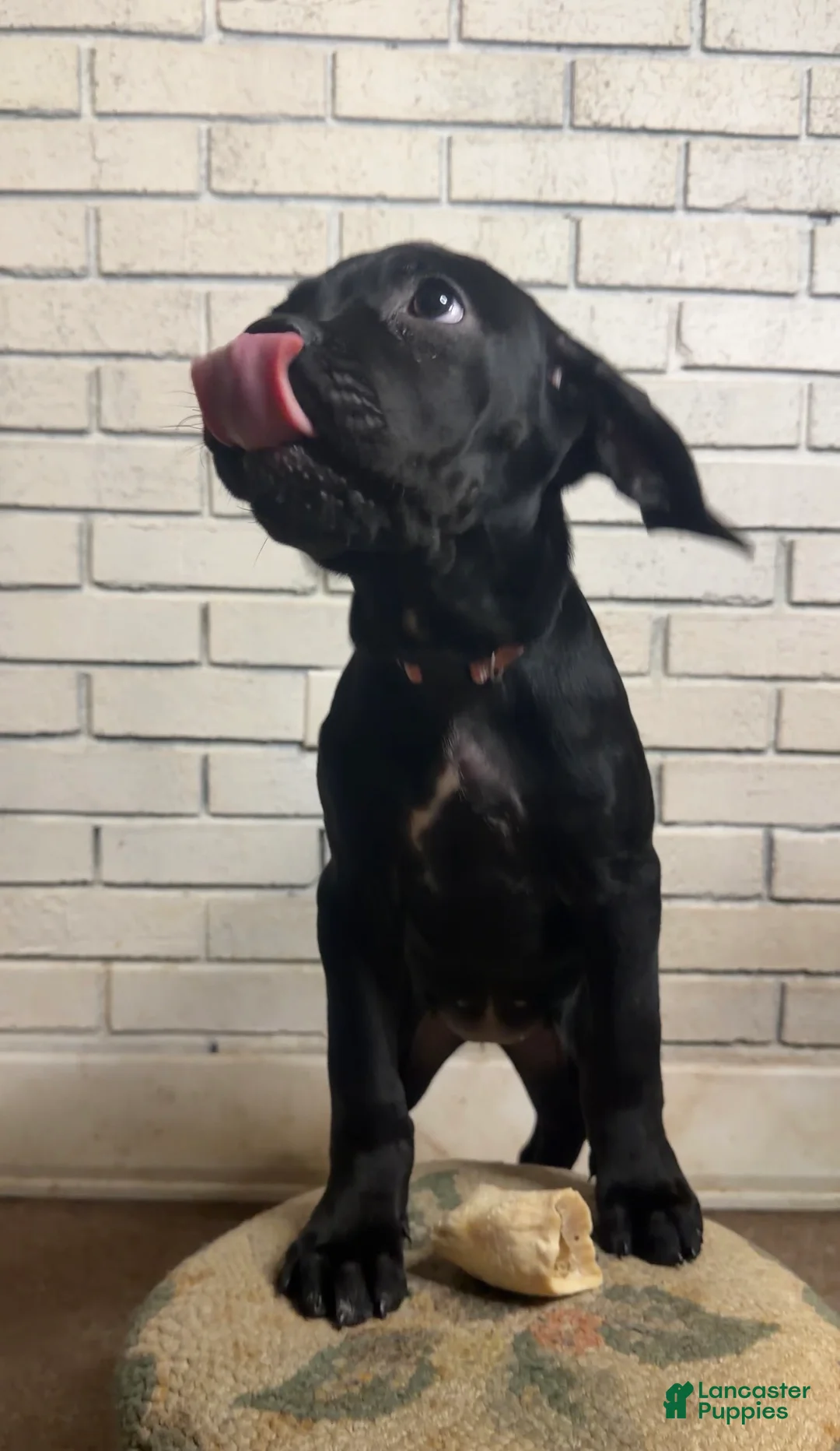 Cane Corso dogs for sale: Cane Corso pink - Ad 1