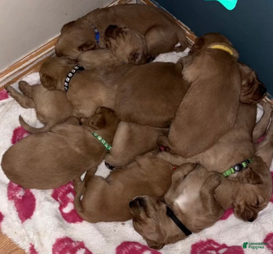 Golden Retriever dogs Golden Retriever Puppy 1 - Ad 3