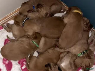 Golden Retriever dogs Golden Retriever Puppy 1 - Ad 3