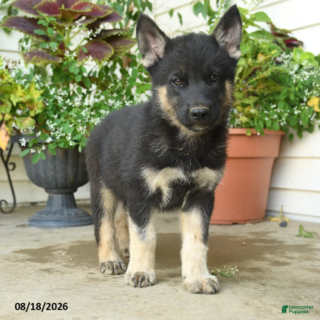 Gerberian Shepsky dogs for sale: Tango - Ad 2
