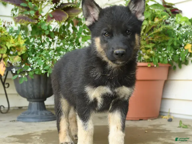 Gerberian Shepsky dogs for sale: Tango - Ad 2