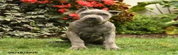 Cane Corso dogs for sale: Maverick  - Ad 3