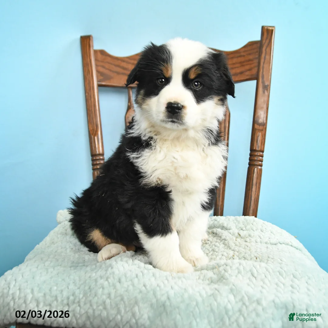 Miniature Australian Shepherd dogs for sale: Cole - Ad 1