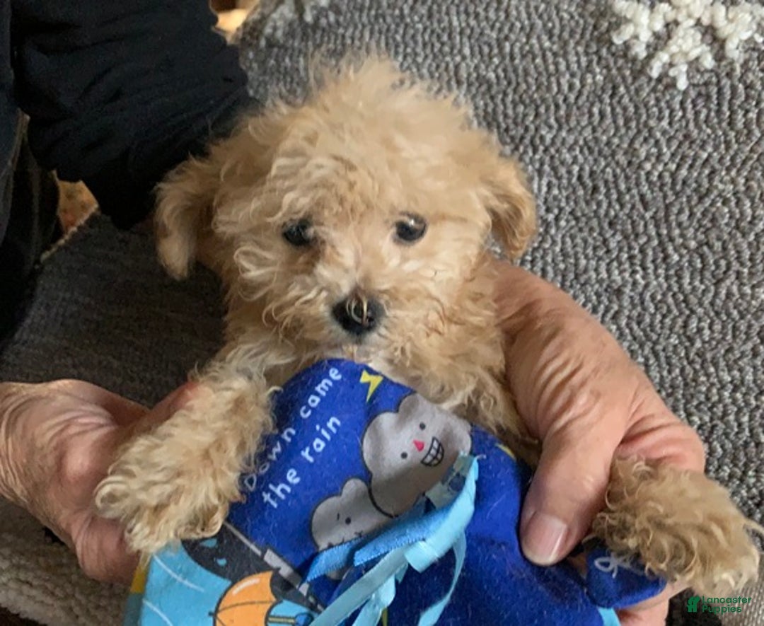 Cockapoo dogs for sale: Cockapoo Puppy 1 - Ad 1