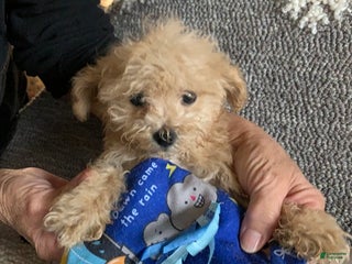 Cockapoo dogs Cockapoo Puppy 1 - Ad 16