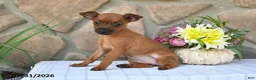 Miniature Pinscher dogs for sale: Taffy - Ad 3