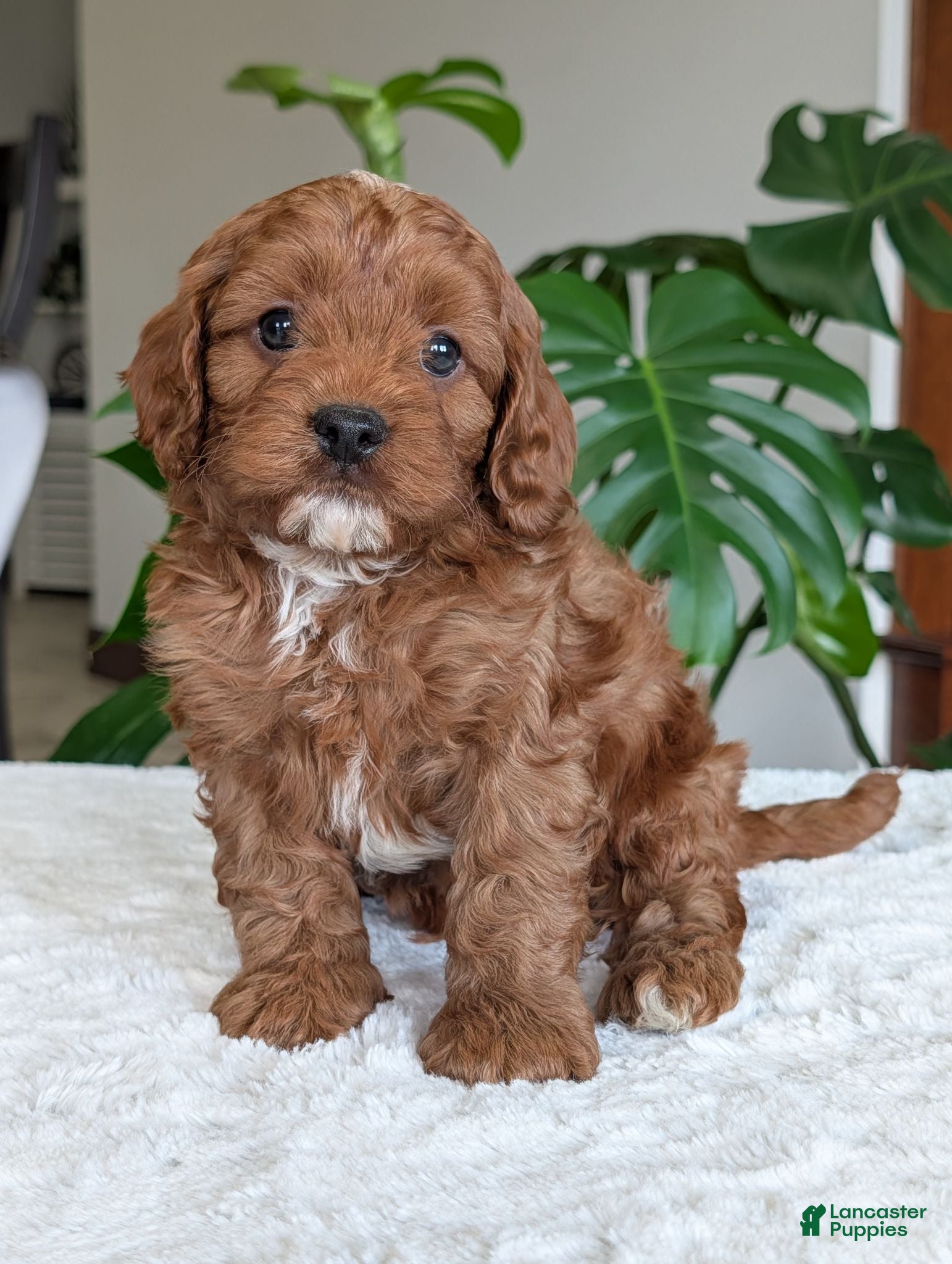 Cavapoo dogs Myles - Ad 1